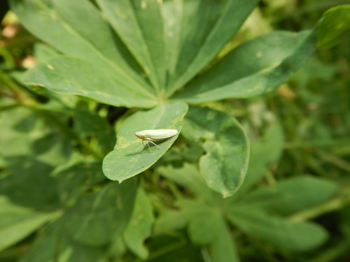 iNaturalist observation photo of Typical Leafhoppers