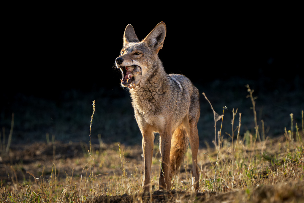 Coyote from Bell Canyon, CA 91307, USA on June 24, 2024 at 06:48 PM by ...