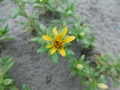 Pectis multiflosculosa