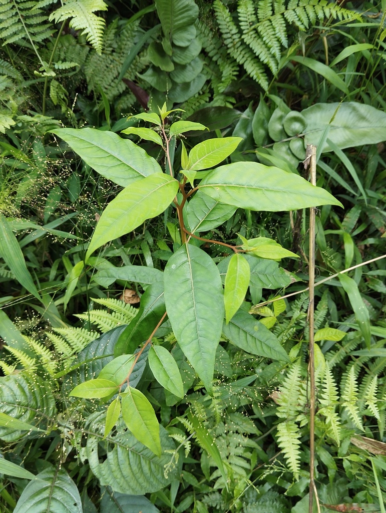 Ki Lemo (Litsea cubeba)