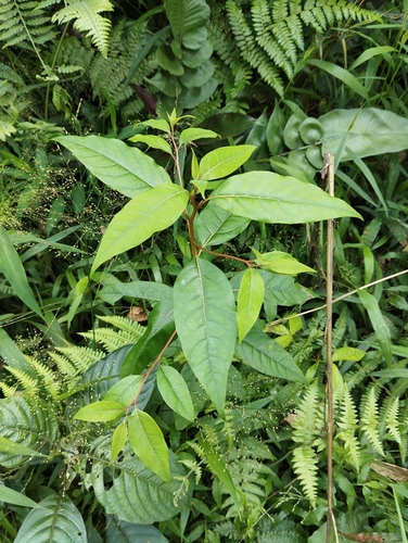 Litsea cubeba