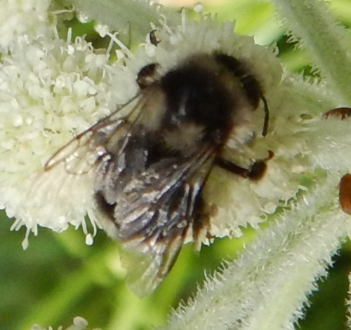 iNaturalist observation photo of Nearctic Bumble Bee