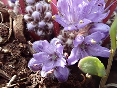 Hydrophyllum capitatum