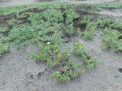 Pectis multiflosculosa