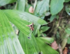 Micrathena acuta