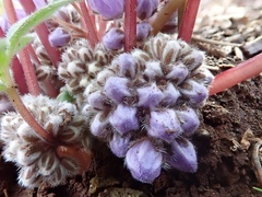 Hydrophyllum capitatum