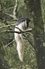 Colobus caudatus
