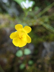 Erythranthe microphylla