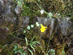 Erythranthe microphylla