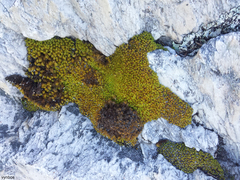 Hypodontium pomiforme