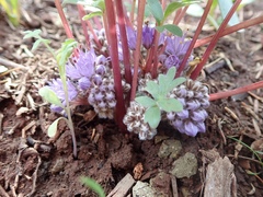 Hydrophyllum capitatum
