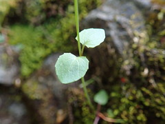 Erythranthe microphylla