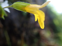 Erythranthe microphylla