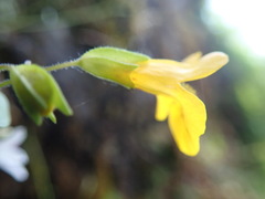 Erythranthe microphylla