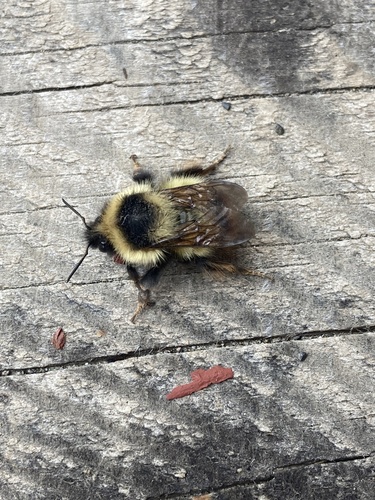 Frigid bumble bee photo 4