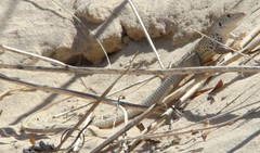 Aspidoscelis marmoratus