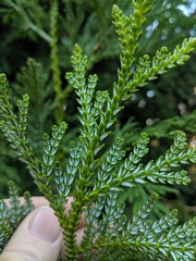 Thujopsis dolabrata