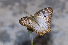 Anartia jatrophae