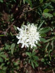 Rhododendron groenlandicum