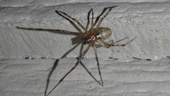 Theridion murarium