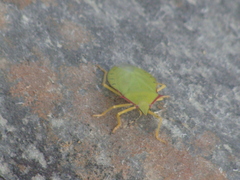 Chlorocoris distinctus