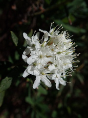 Rhododendron groenlandicum