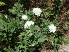 Rhododendron groenlandicum