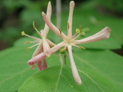 Lonicera × bella