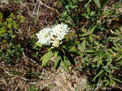 Rhododendron groenlandicum
