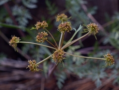 Lomatium dissectum