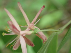 Lonicera × bella