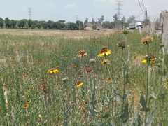 Helianthus laciniatus