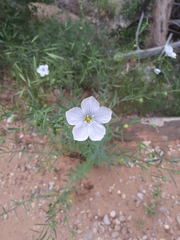 Linum pratense