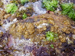 Leathesia marina