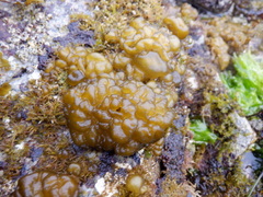 Leathesia marina