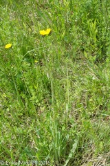 Pilosella piloselloides