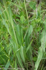 Pilosella piloselloides