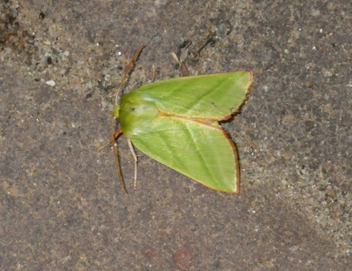 Green Silver-lines photo 5