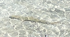 Negaprion brevirostris