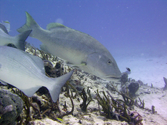 Cubera Snapper photo 2