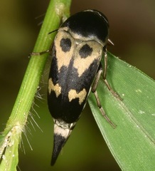 Glipa oculata