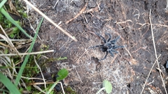 Agnostopelma