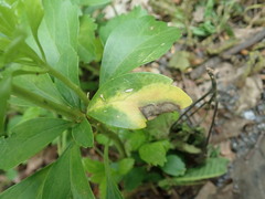 Volutella pachysandrae