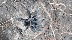 Agnostopelma