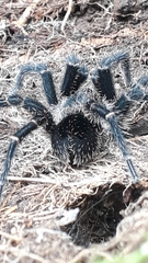 Agnostopelma