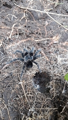 Agnostopelma