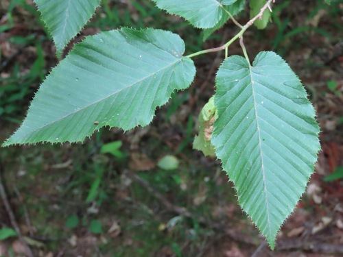 Sawa hornbeam (Carpinus cordata)