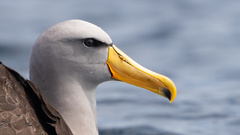 Chatham Albatross photo 3