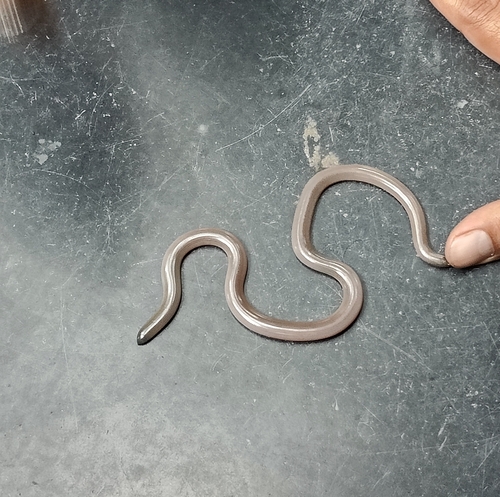 Beaked Blind Snake, Grypotyphlops acutus