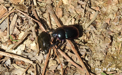 Phelotrupes auratus